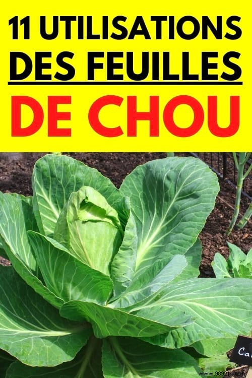 11 Time-Tested Cabbage Leaf Remedies for Everyday Ailments