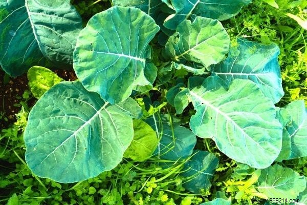 11 Time-Tested Cabbage Leaf Remedies for Everyday Ailments