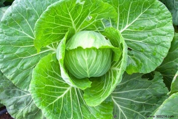 11 Time-Tested Cabbage Leaf Remedies for Everyday Ailments