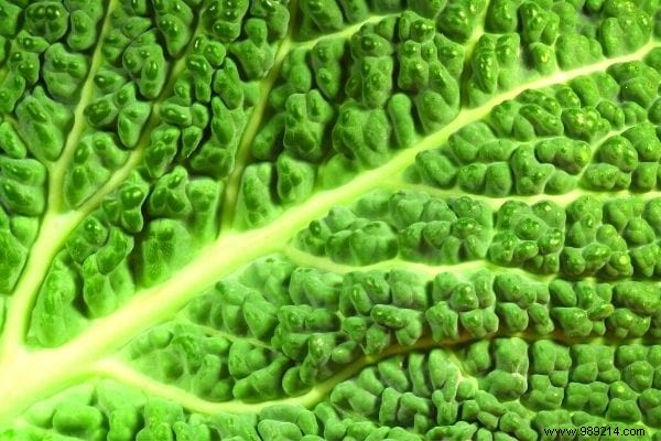 11 Time-Tested Cabbage Leaf Remedies for Everyday Ailments