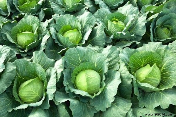 11 Time-Tested Cabbage Leaf Remedies for Everyday Ailments