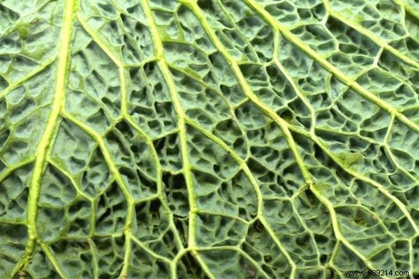 11 Time-Tested Cabbage Leaf Remedies for Everyday Ailments