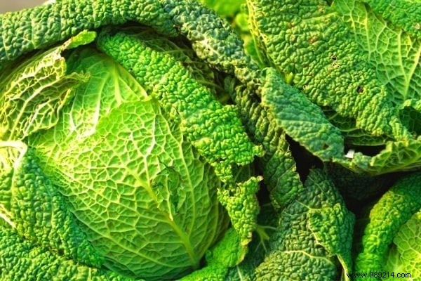 11 Time-Tested Cabbage Leaf Remedies for Everyday Ailments