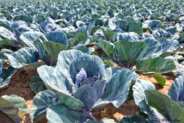 11 Time-Tested Cabbage Leaf Remedies for Everyday Ailments