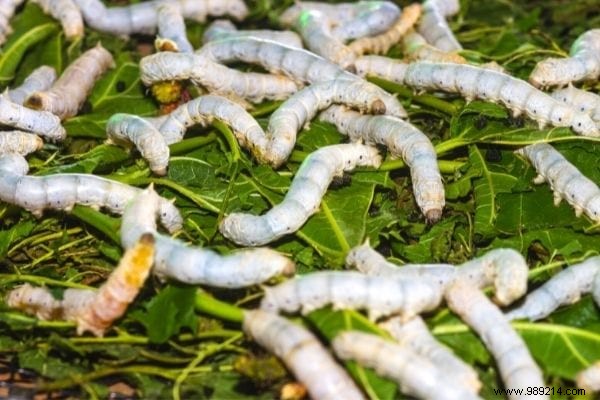 11 Time-Tested Cabbage Leaf Remedies for Everyday Ailments