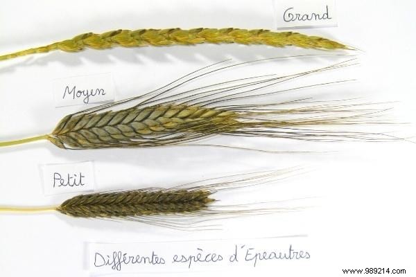 7 Proven Health Benefits of Einkorn Flour: Nature s Ancient Super Grain