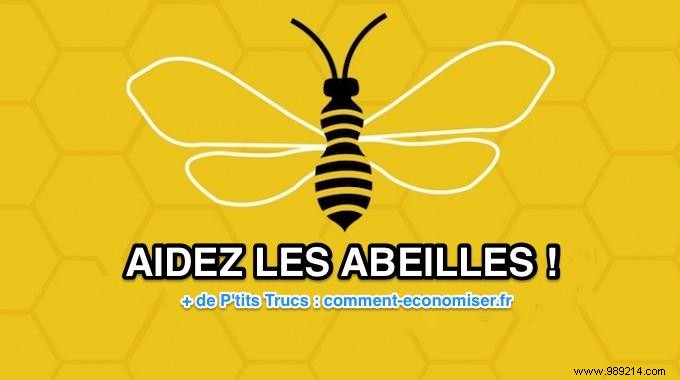 8 Proven Steps to Save Bees: Practical Actions from Experts