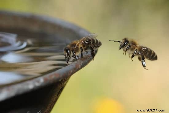 8 Proven Steps to Save Bees: Practical Actions from Experts