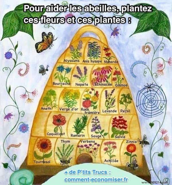 8 Proven Steps to Save Bees: Practical Actions from Experts