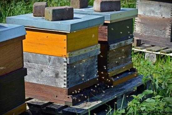 8 Proven Steps to Save Bees: Practical Actions from Experts