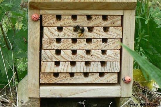 8 Proven Steps to Save Bees: Practical Actions from Experts