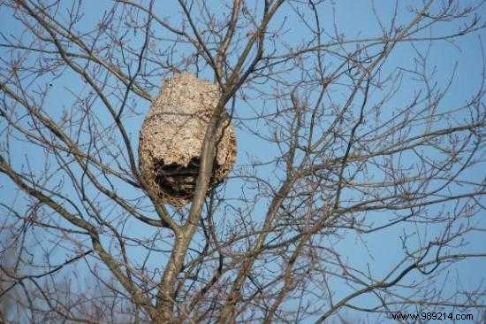 8 Proven Steps to Save Bees: Practical Actions from Experts