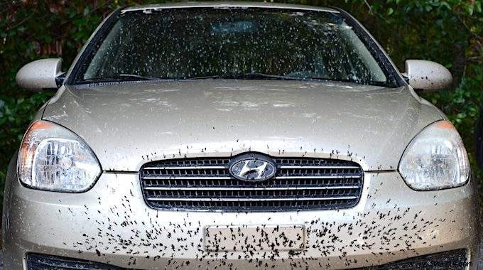 How to Easily Remove Bug Splatter from Your Car with White Vinegar