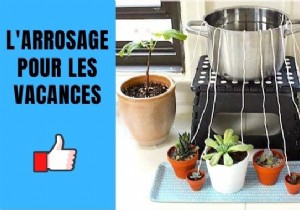 Simple DIY Wick Watering System: Keep Plants Hydrated While You re on Vacation