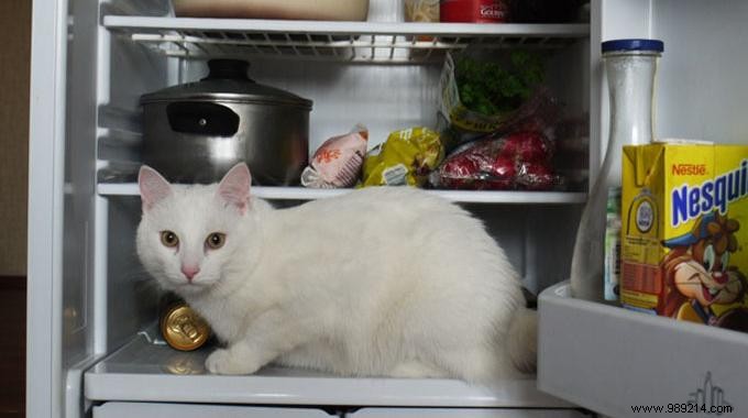 Ideal Fridge Temperature: Set to 4°C for Fresh Food and Energy Savings