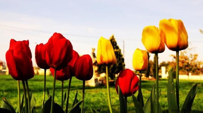 Save Water This Summer: Build a DIY Solar Drip Irrigator with Recycled Bottles