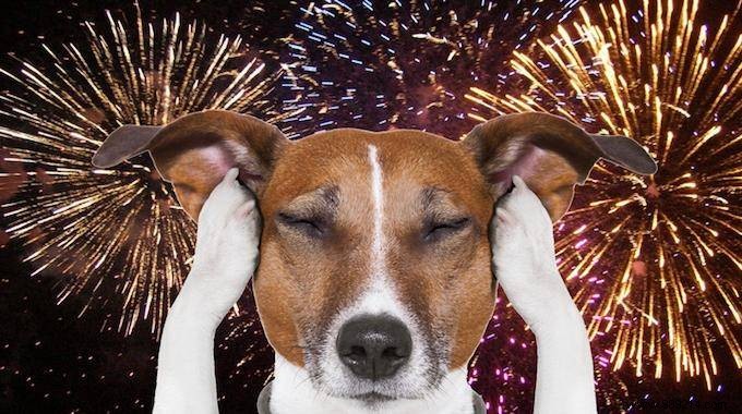 Expert-Backed Trick: Calm Your Dog During Fireworks with a Simple Anxiety Wrap