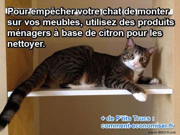 Proven Lemon Trick to Stop Cats from Climbing and Scratching Furniture