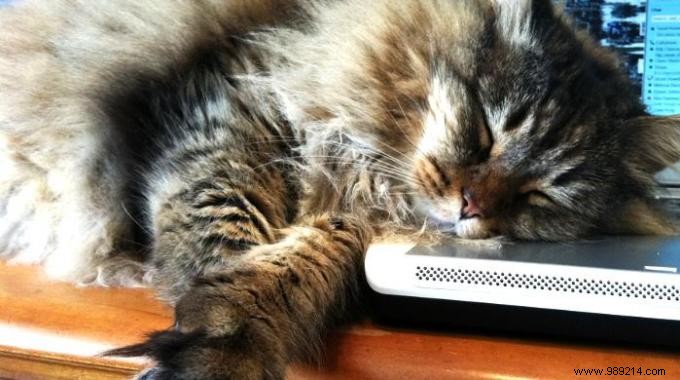 Proven Lemon Trick to Stop Cats from Climbing and Scratching Furniture