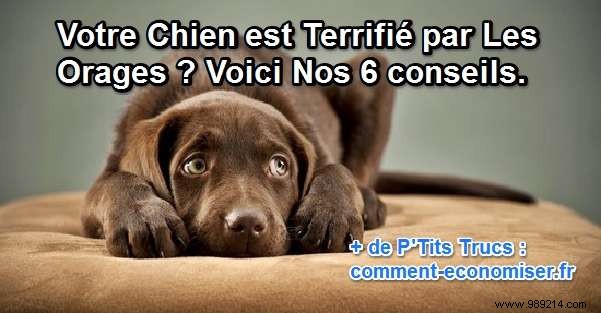 6 Proven Tips to Calm Your Storm-Fearful Dog