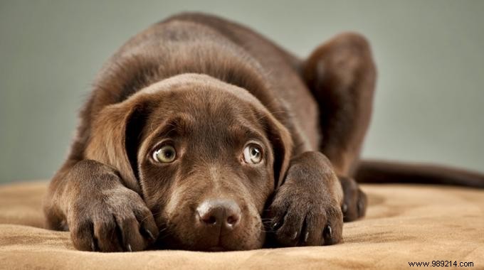 6 Proven Tips to Calm Your Storm-Fearful Dog