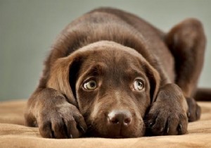 6 Proven Tips to Calm Your Storm-Fearful Dog