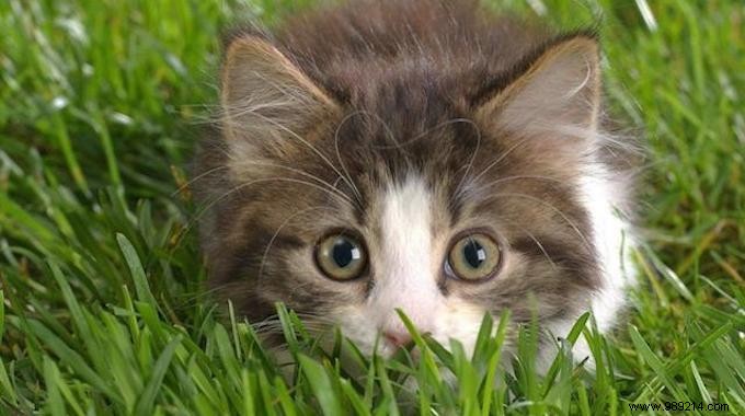 Keep Cats Out of Your Garden Naturally: Proven Coffee Grounds Repellent