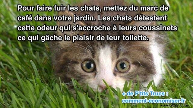 Keep Cats Out of Your Garden Naturally: Proven Coffee Grounds Repellent