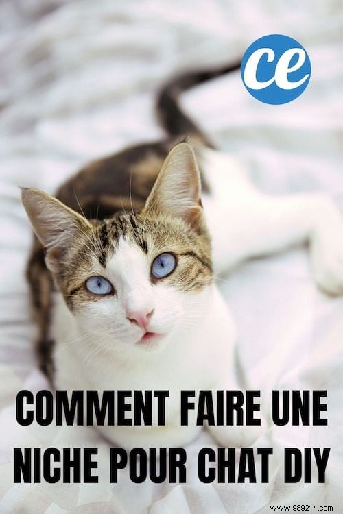 DIY Cat House: Build a Cozy Shelter in 5 Minutes with a T-Shirt and Cardboard