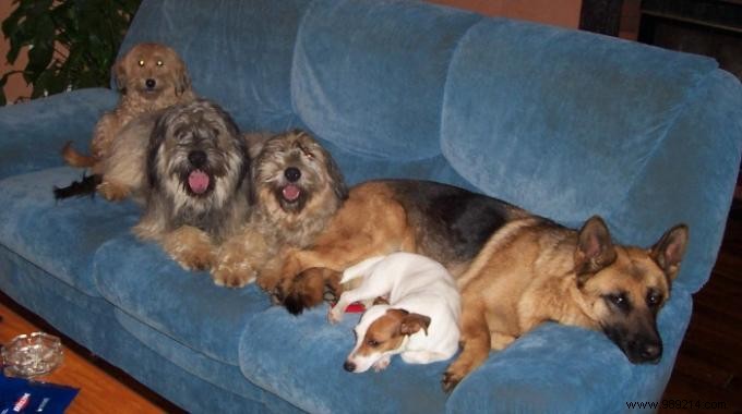 Effortless Dog Hair Removal: The Latex Glove Trick for Fabrics