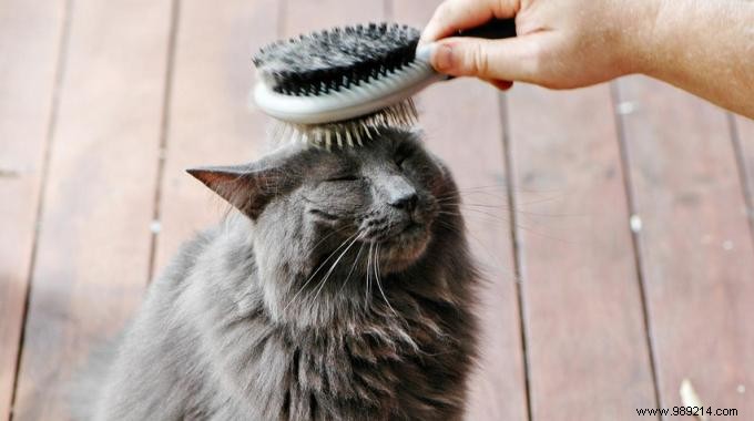 3 Budget-Friendly Tips for Grooming Your Cat Effectively