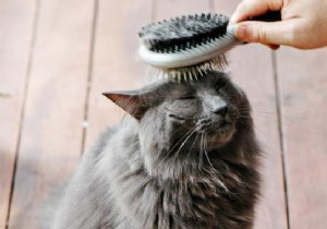 3 Budget-Friendly Tips for Grooming Your Cat Effectively