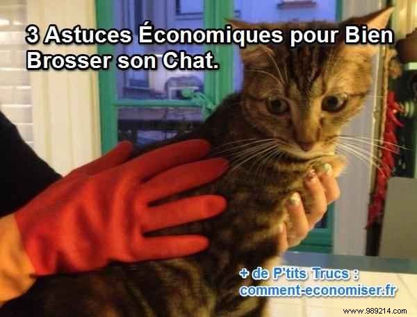 3 Budget-Friendly Tips for Grooming Your Cat Effectively