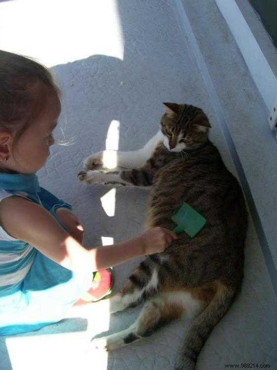 3 Budget-Friendly Tips for Grooming Your Cat Effectively