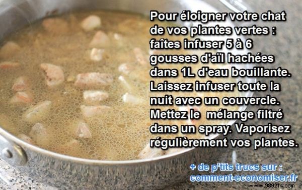 Simple Garlic Spray: Natural Way to Keep Cats Off Houseplants