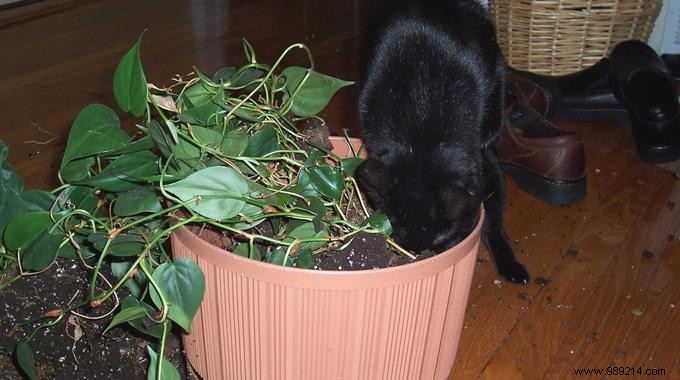 Simple Garlic Spray: Natural Way to Keep Cats Off Houseplants