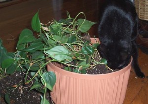 Simple Garlic Spray: Natural Way to Keep Cats Off Houseplants