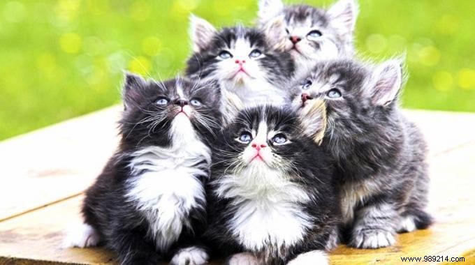 Affordable Pet Sitting Solutions for Worry-Free Holidays