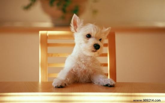 Affordable Pet Sitting Solutions for Worry-Free Holidays