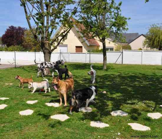 Affordable Pet Sitting Solutions for Worry-Free Holidays