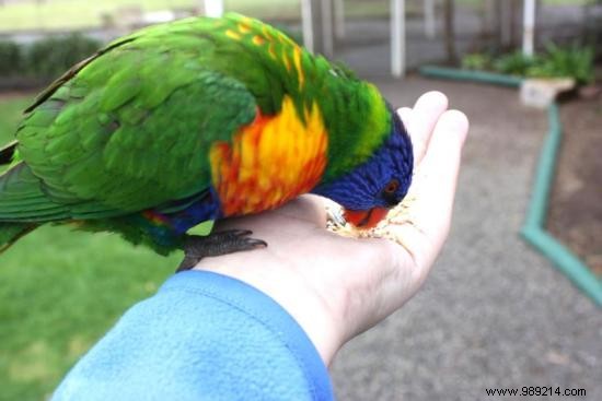 Affordable Pet Sitting Solutions for Worry-Free Holidays