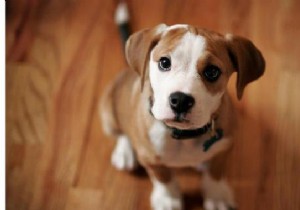 Master Your Dog s Body Language: 29 Essential Signals Every Owner Should Know