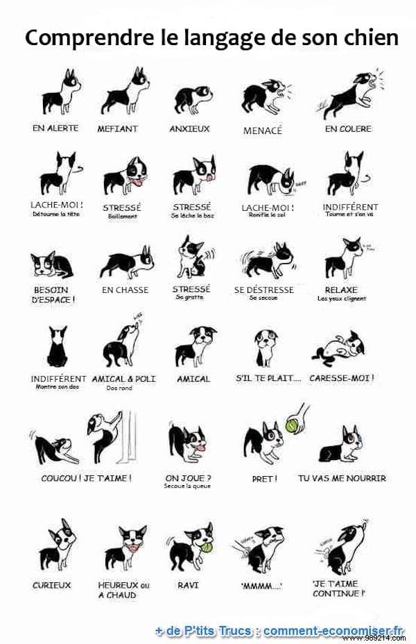 Master Your Dog s Body Language: 29 Essential Signals Every Owner Should Know