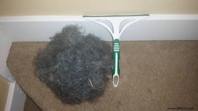 Simple Shower Squeegee Trick to Effortlessly Remove Dog Hair from Carpets