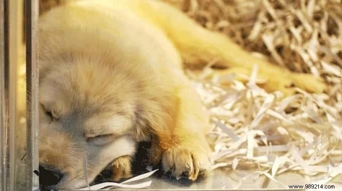 New Jersey Senate Approves Bill Requiring Pet Stores to Sell Only Shelter Animals