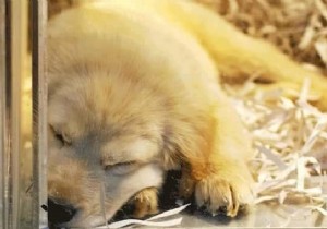 New Jersey Senate Approves Bill Requiring Pet Stores to Sell Only Shelter Animals