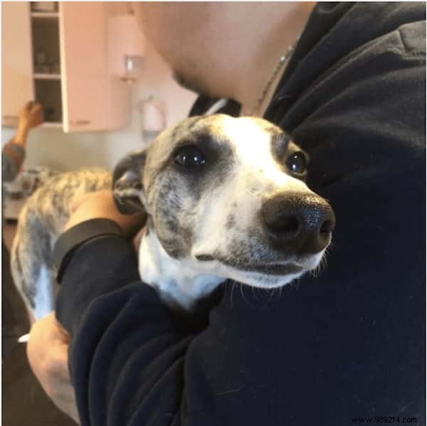 New Jersey Senate Approves Bill Requiring Pet Stores to Sell Only Shelter Animals