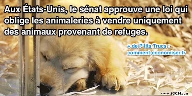 New Jersey Senate Approves Bill Requiring Pet Stores to Sell Only Shelter Animals