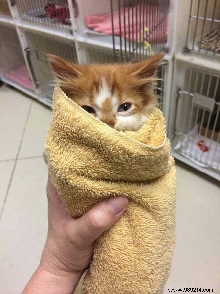 New Jersey Senate Approves Bill Requiring Pet Stores to Sell Only Shelter Animals