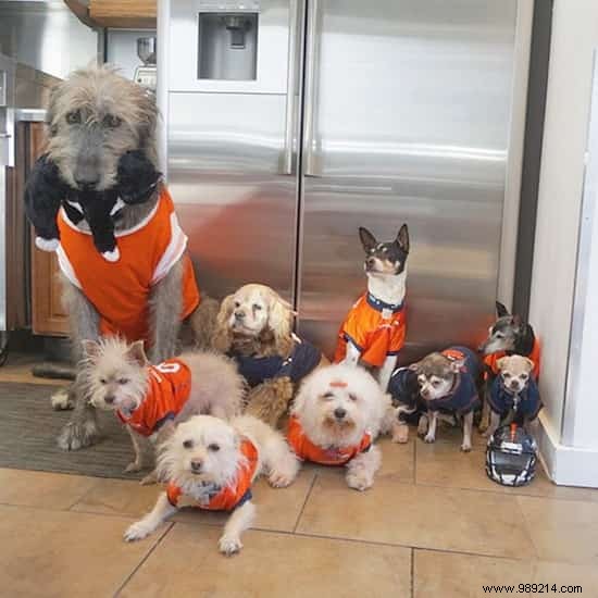 Steve Greig s Inspiring Journey: Adopting Senior Shelter Dogs for Loving Golden Years